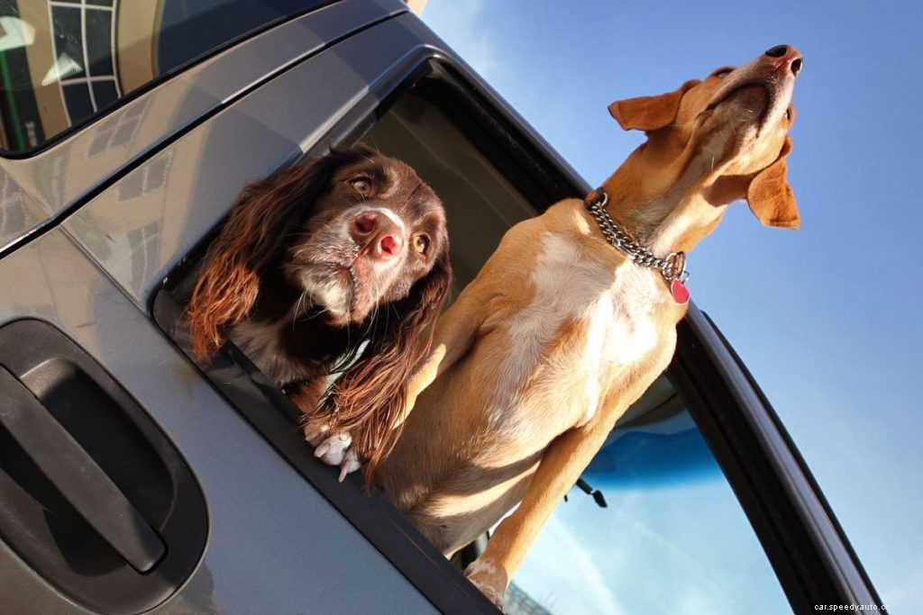 Top 10 Tips for Traveling With Pets in Cars