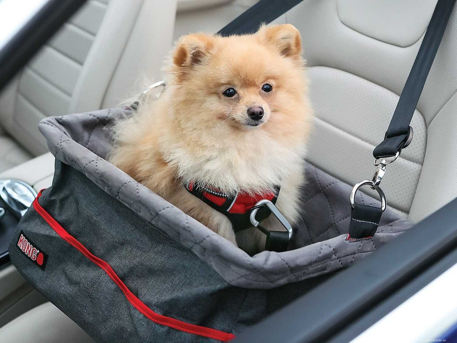 How to Secure Dog in Car: Proven Safety Methods