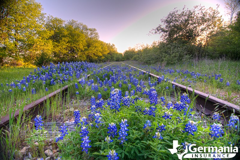2022 Texas Bluebonnet Roadmap: The 7 best places to see bluebonnets in Texas