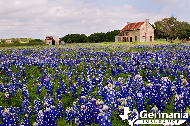 2022 Texas Bluebonnet Roadmap: The 7 best places to see bluebonnets in Texas