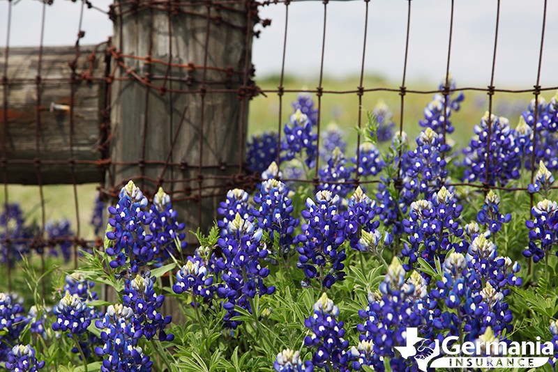 2022 Texas Bluebonnet Roadmap: The 7 best places to see bluebonnets in Texas