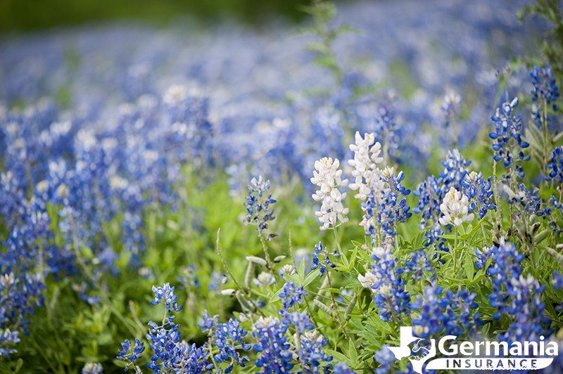 2022 Texas Bluebonnet Roadmap: The 7 best places to see bluebonnets in Texas