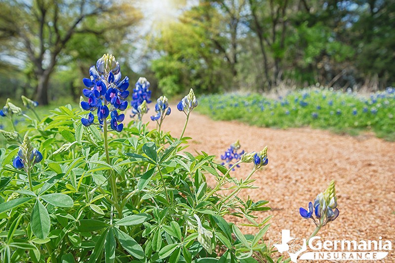 2022 Texas Bluebonnet Roadmap: The 7 best places to see bluebonnets in Texas
