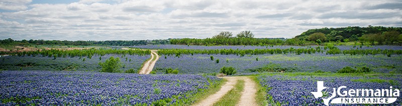 2022 Texas Bluebonnet Roadmap: The 7 best places to see bluebonnets in Texas