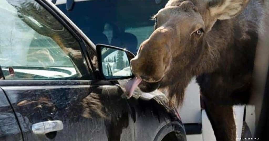 4 Pro Paint Correction Tips for Car Detailing DIYers