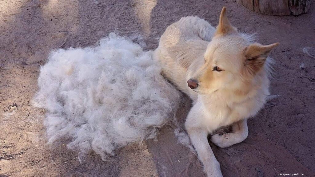 Pet Hair Removal Tips, Tricks, and Tools