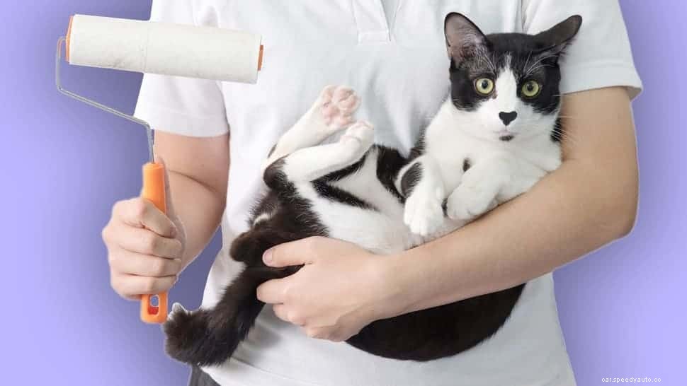 Pet Hair Removal Tips, Tricks, and Tools