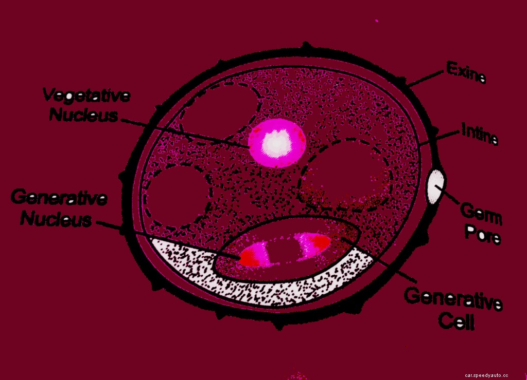 Why is Pollen So Sticky on Car Paint?