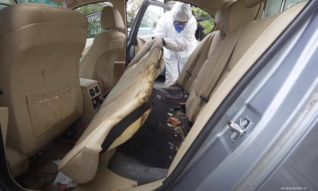 Seek and Destroy: How to Remove Mildew and Mold From a Car