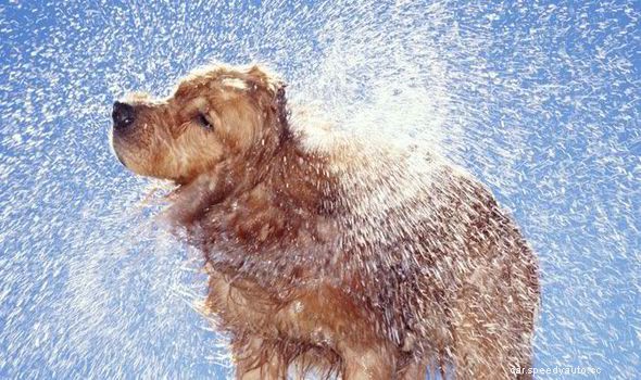 Tips: How To Avoid Car Condensation and  Mist Formation in Your Car?