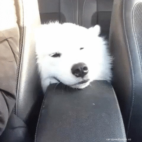 Carro Guide: 4 Pros and Cons of Leather Seats