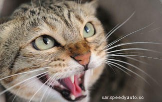 13 Costly Car Noises You Should Pay Attention To