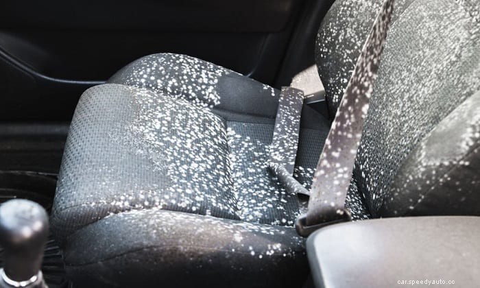 How to Remove Mold From Your Car Interior in 6 Steps