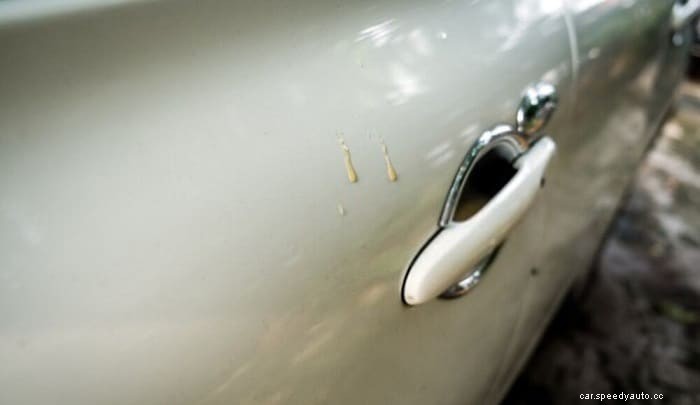 How to Remove Tree Sap From Car Without Damaging Paint?