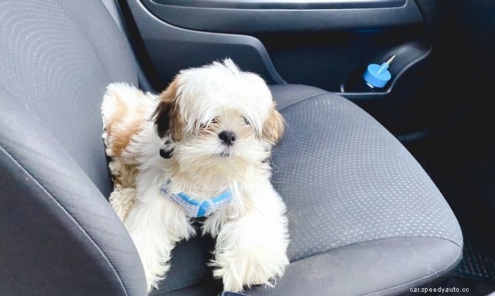 How to Clean Urine From a Car Seat in 6 Easy to Do Steps