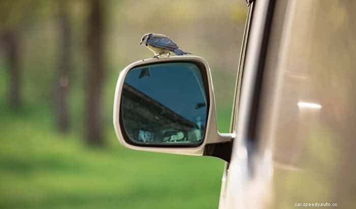 How to Get Bird Poop Off Car Easily & Affordably