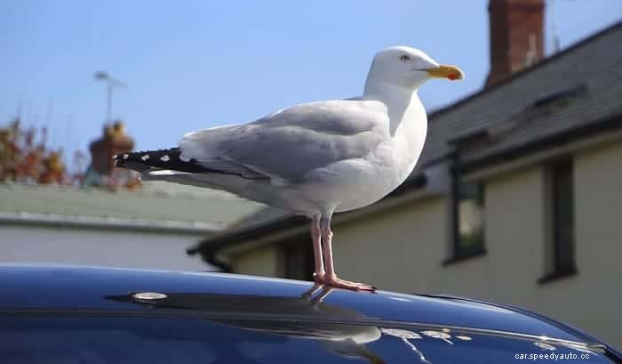 How to Get Bird Poop Off Car Easily & Affordably
