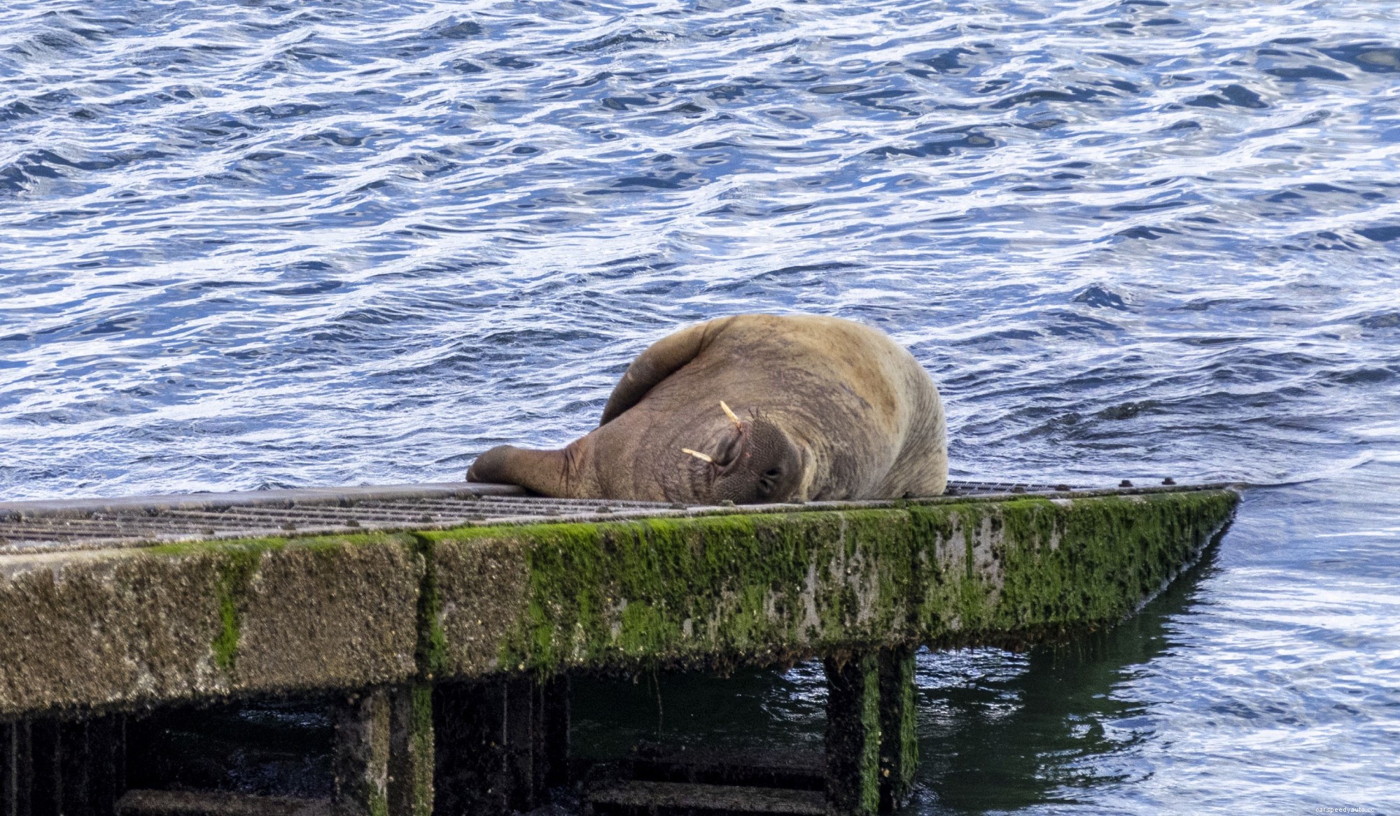 Watch Wally the Walrus Steal a Boat in Ireland