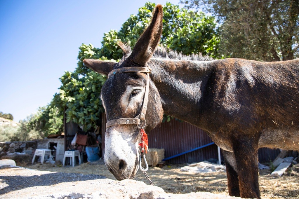 Angry Ford Owner Tows Broken Down Endeavor With Donkey