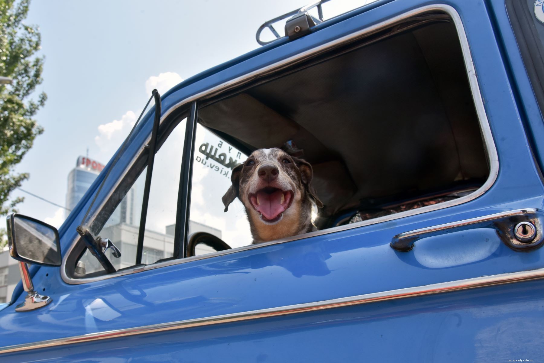 Top 10 Best Cars for Dog Lovers Recommended by Autotrader