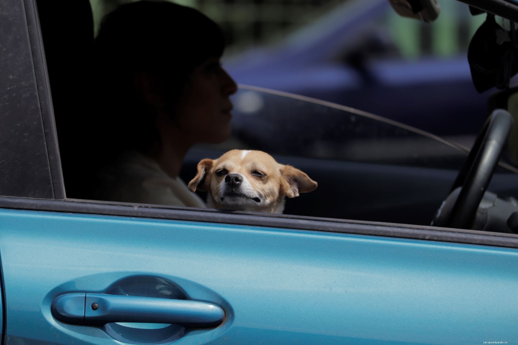 Is It Safe for Your Dog to Sit in the Passenger Seat?