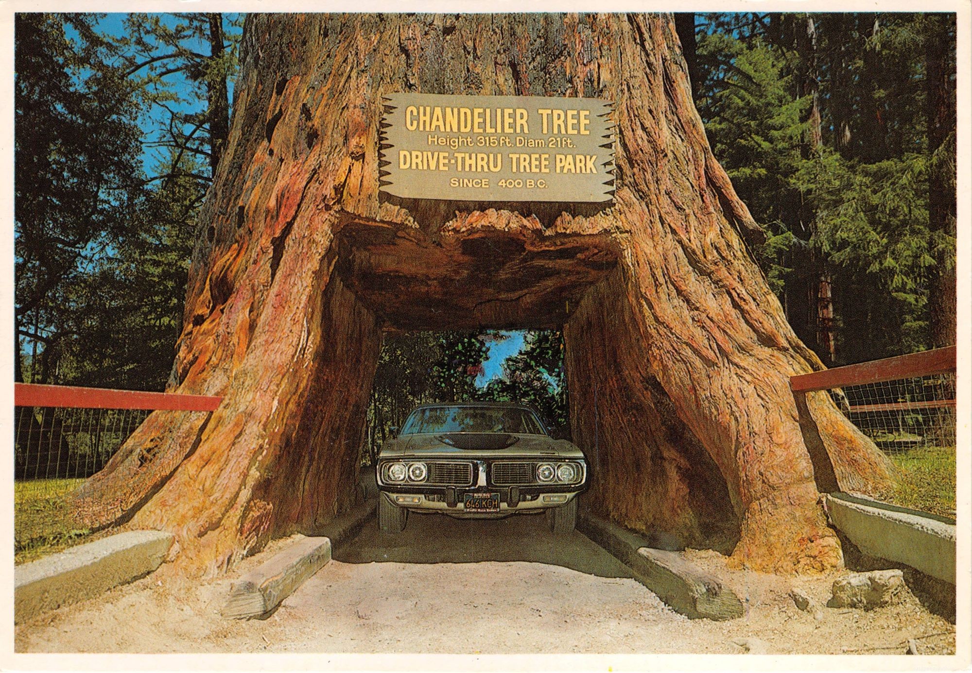 Where to Drive Through Redwood Trees and How Much It Will Cost
