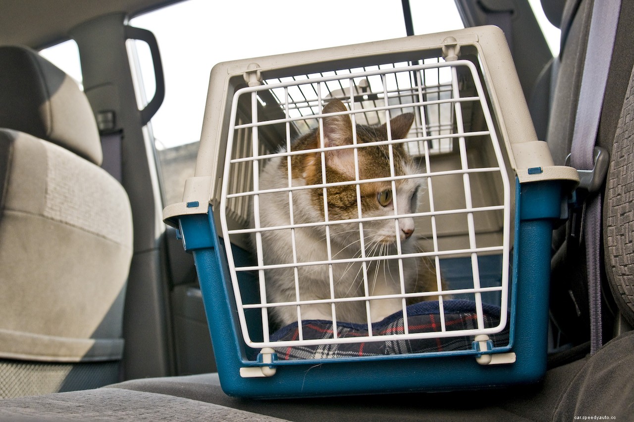 How to Stop a Cat From Freaking out During a Car Ride