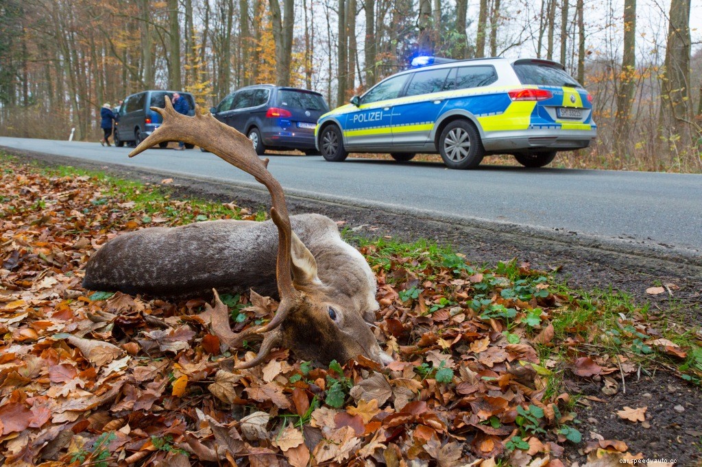 You Have the Highest Chance of Hitting a Deer in These States