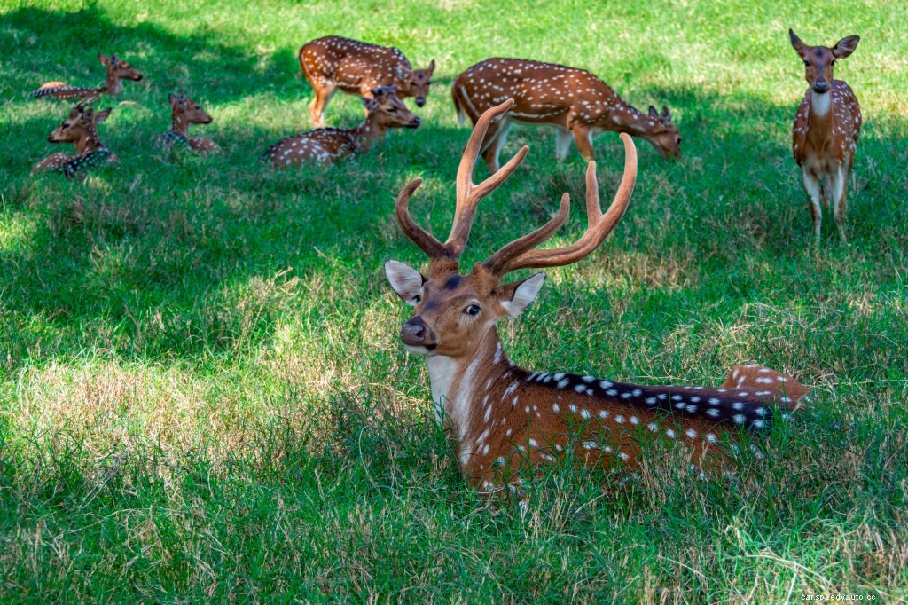You Have the Highest Chance of Hitting a Deer in These States