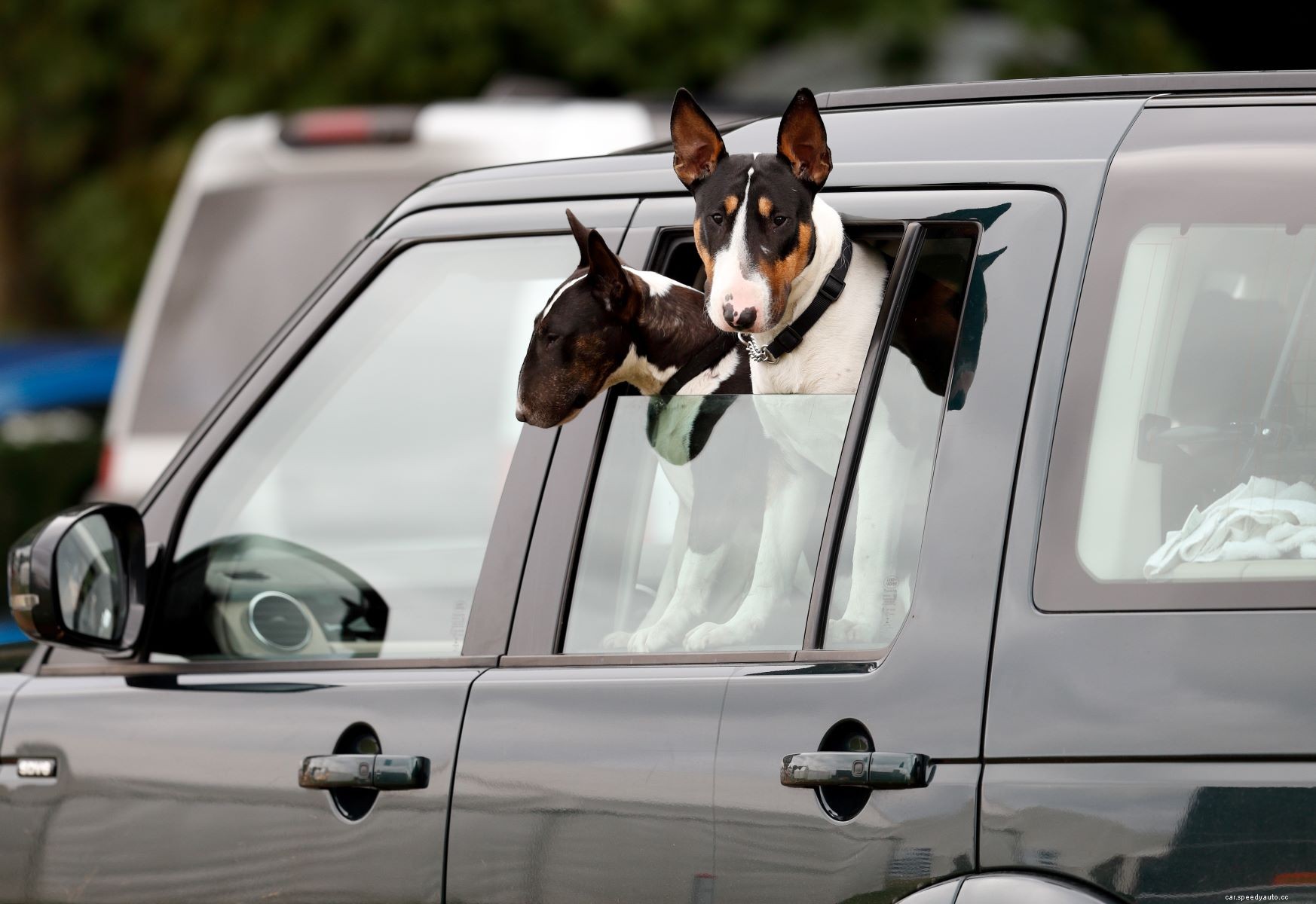 It’s Dangerous for Dogs to Stick Their Head out Car Window