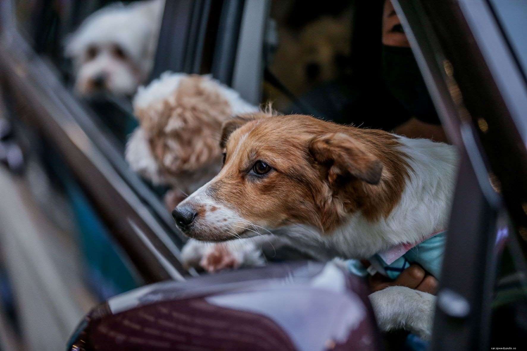 Your Car Insurance May Provide Pet Injury Coverage for Dogs and Cats