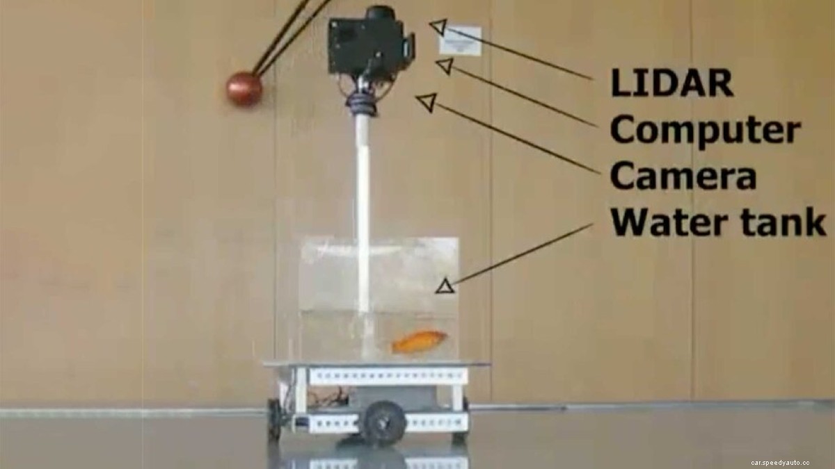Scientists Teach Goldfish How to Drive a Car: Do You Think You Can Drive Better?