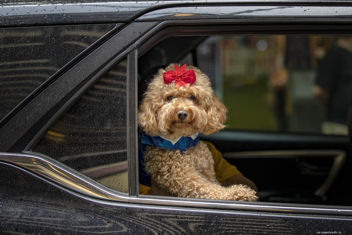 Car Accessories Pet Lovers Should Never Do Without