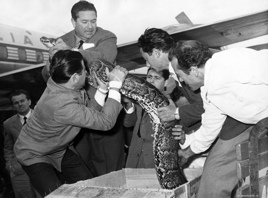 There Really Was a Snake Loose On This Airline Flight