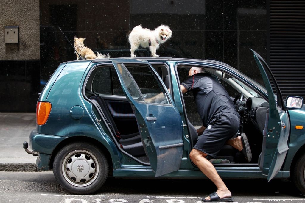 How to Rid Your Car of Roaches