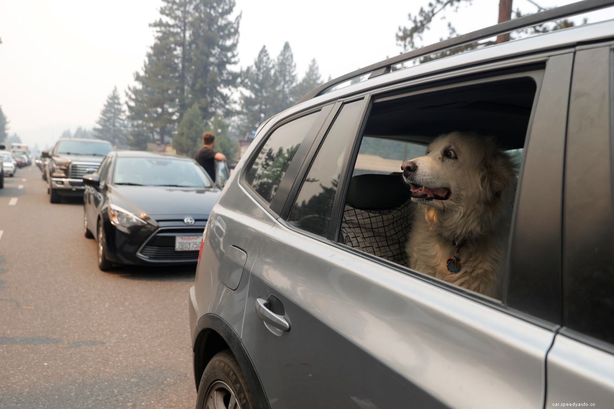 Do Dogs Get Carsick? What to Do if Fido Tosses His Cookies