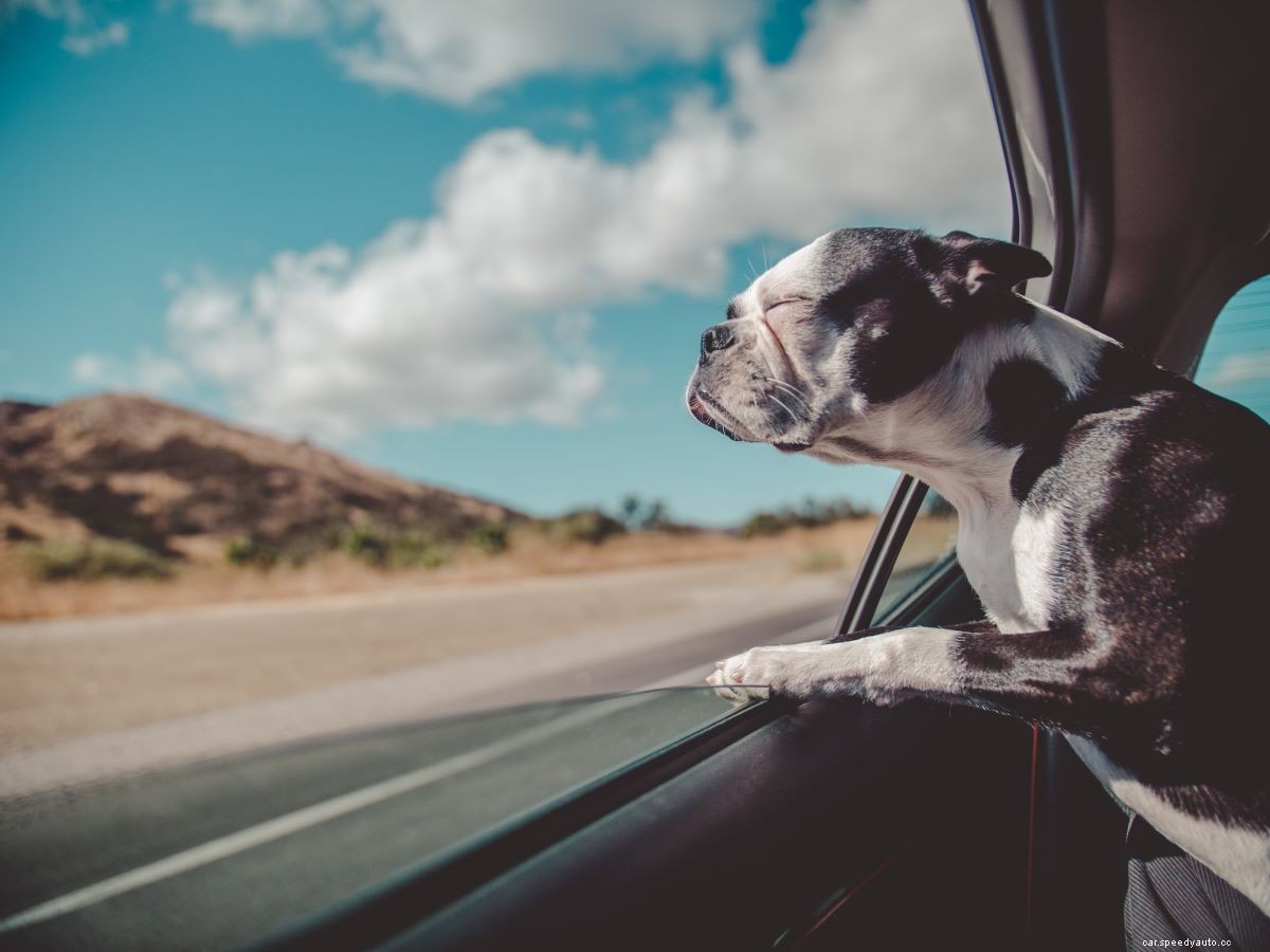 Do Dogs Get Carsick? What to Do if Fido Tosses His Cookies