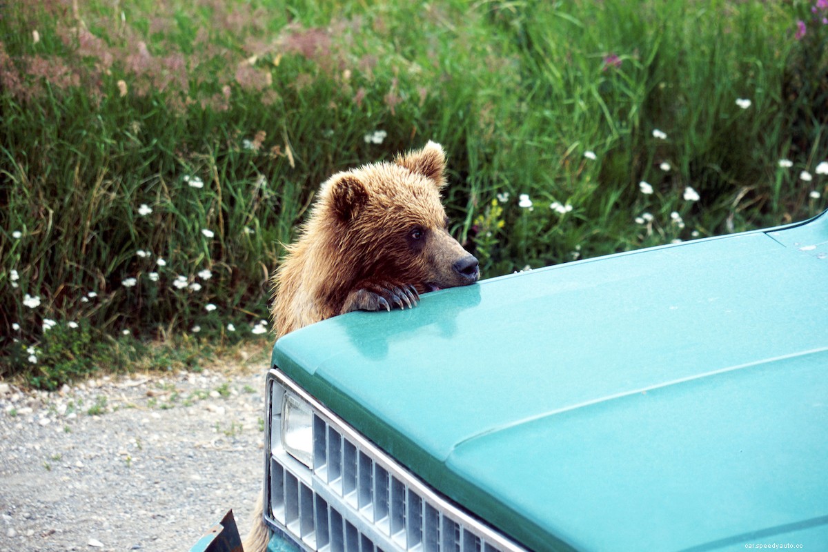 What You Should Never Do if You Find a Wild Animal in Your Car