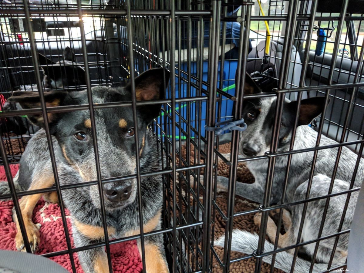 6 Reasons to Crate Your Dog in the Car