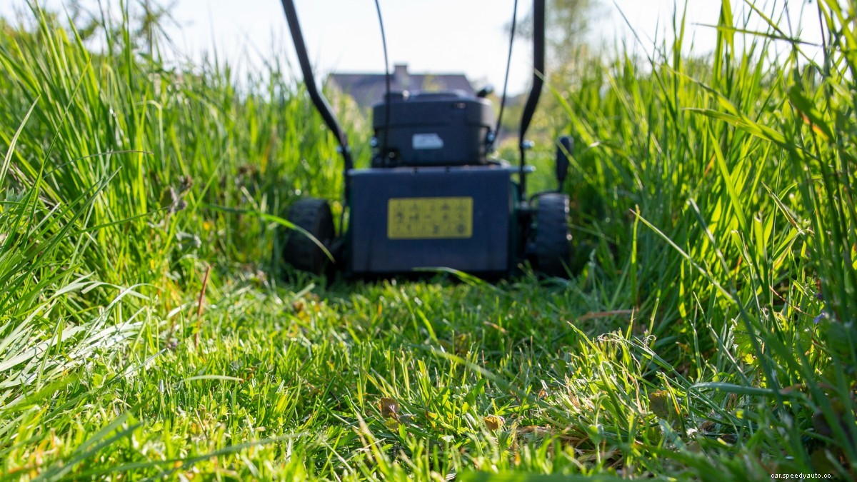 6 Reasons to Not Cut the Grass and Let Your Lawn Grow Wild