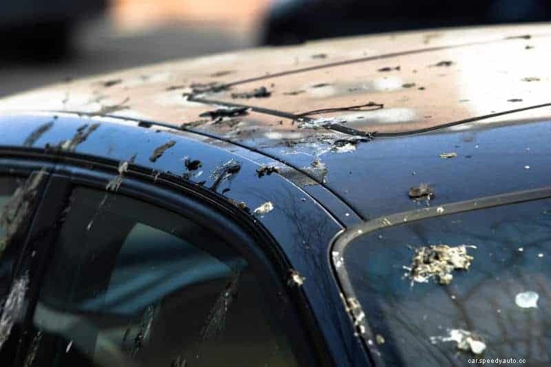 How Ceramic Coatings Prevent Damage from Bird Droppings