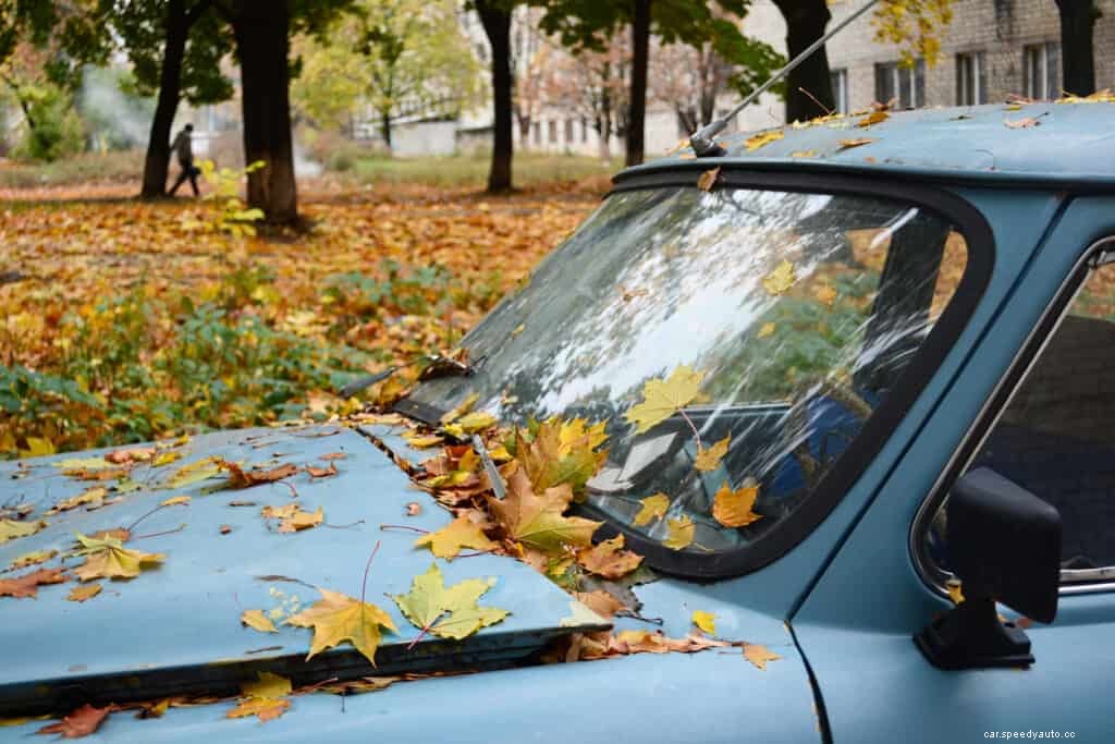 Changing Seasons, Falling Leaves, and Your Cars Paint
