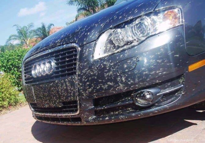 Bug Removal 101 – How to Easily Remove Bug Guts from Your Car