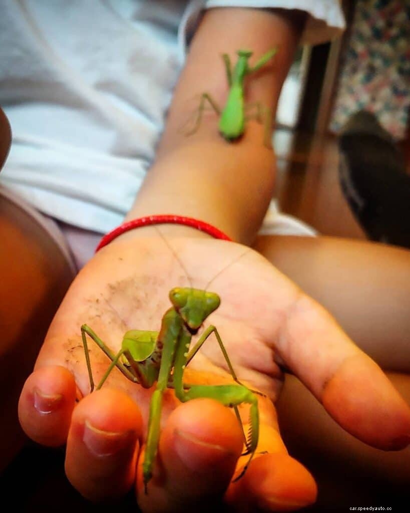 Bug Removal 101 – How to Easily Remove Bug Guts from Your Car