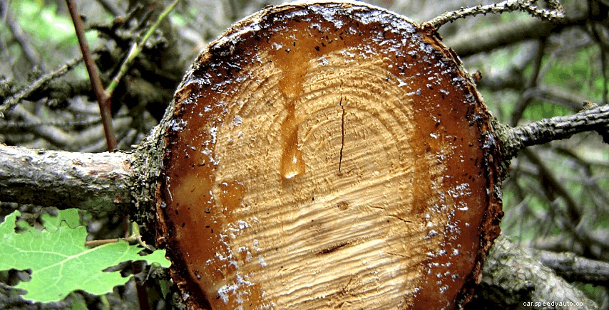 A Guide for Cleaning Tree Sap Off Your Ride