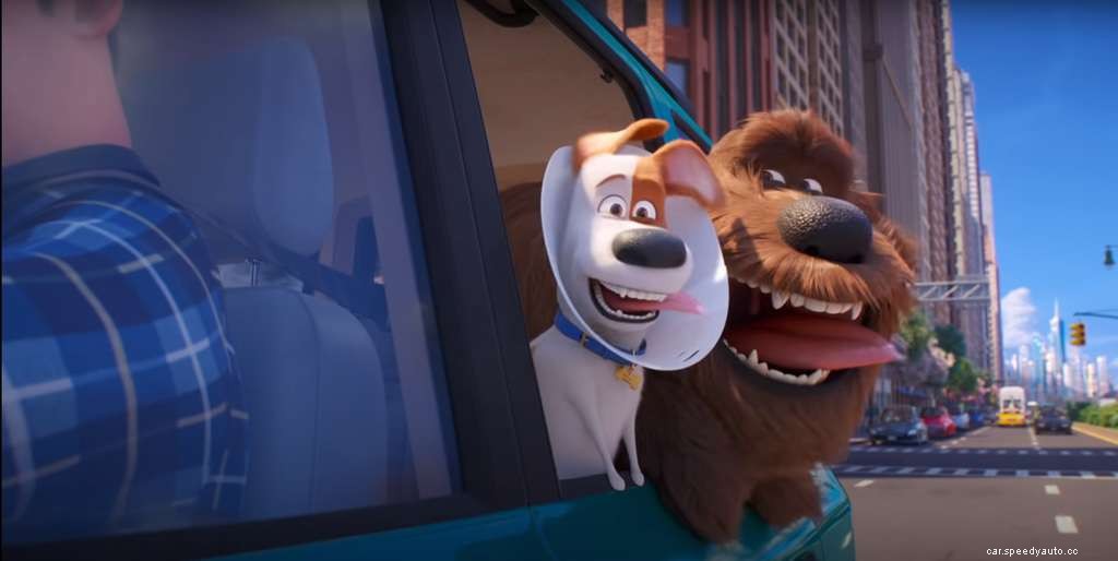 Traveling With Pets: Driving Safety and Animals