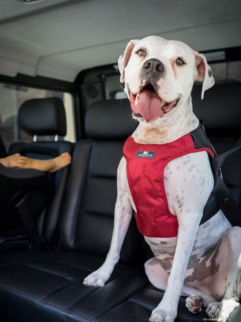Traveling With Pets: Driving Safety and Animals