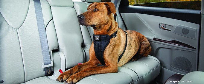 Traveling With Pets: Driving Safety and Animals