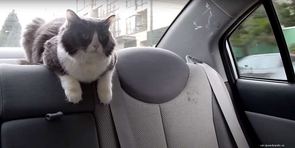 Traveling With Pets: Driving Safety and Animals