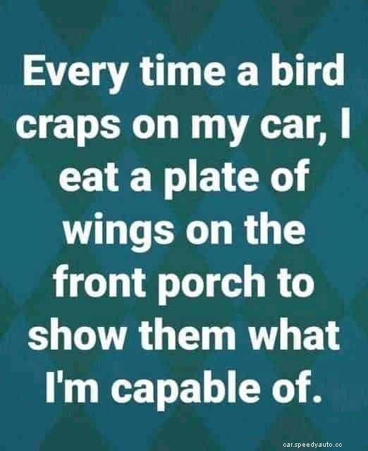 What to Do When Birds Wreck Your Cars Paint Job